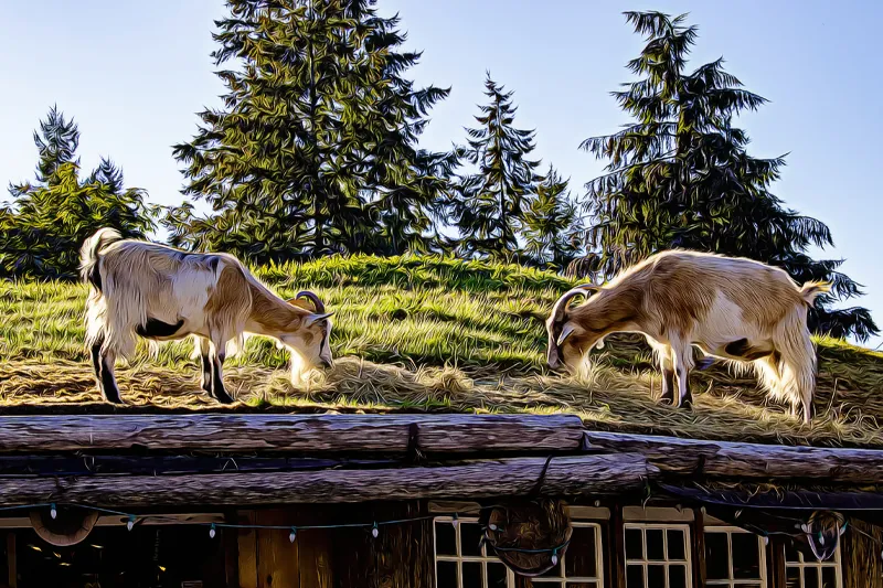 goats-on-the-roof-coombs-bc-attraction-virtual-guide-goparksville.com-vancouver-island