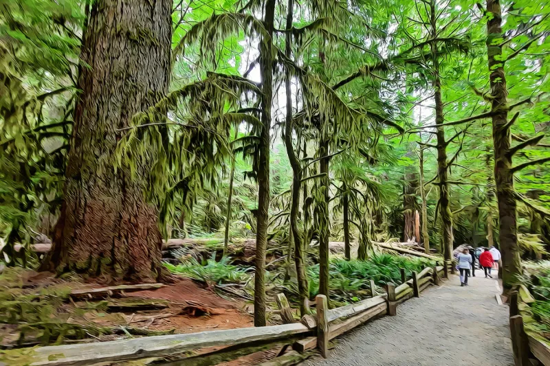 macmillan-park-cathedral-grove-provincial-park-port-alberni-parksville-vancouver-island-virtual-guide-goparksville