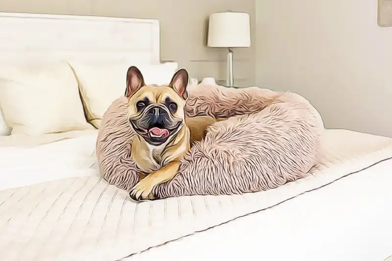 pet-beds-and-furniture-in-parksville-nanoose-bay-qualicum-beach-coombs-goparksville